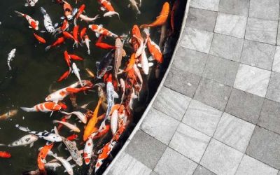 How Can A School Pond Be Good For Wildlife, Study, and Still Be Safe?