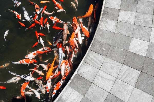 Koi fish swimming in a curved pond beside grey stone paving