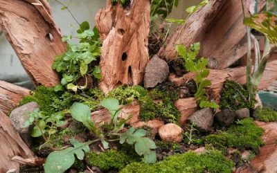 How To Plan And Succeed With A Mini Woodland Planting Project