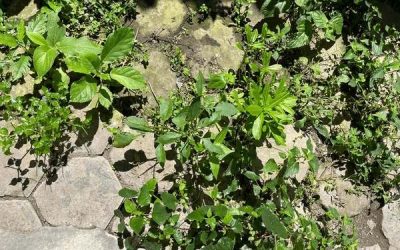 Why do most school planting plans end up as a patch of weeds?