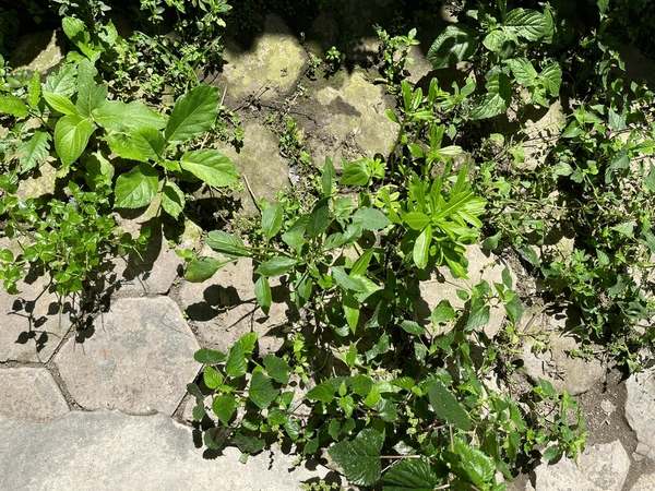 Why do most school planting plans end up as a patch of weeds?